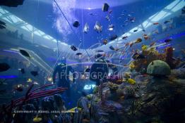 Image du Maroc Professionnelle de  Des hommes grenouilles s’activent au nettoyage du récif de corail de l’Aquadream, un aquarium massif de 1.000.000 L, conçu et construit par International Concept Management (ICM). Les visiteurs ont la possibilité de faire de la plongée sous-marine à l'intérieur de l'aquarium pour cela ils seront  accompagné par un instructeur professionnel, pour d’autre la possibilité de faire un tour à travers le centre pour découvrir environ 40 espèces différentes de poissons.  Située sur le Boulevard de la Corniche Boulevard de L'Océan Ain Diab, à Casablanca, Vendredi 16 Décembre 2011. (Photo / Abdeljalil Bounhar) 